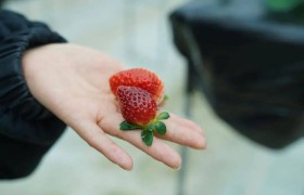 草莓种出“科技范儿” 助推农业现代化发展